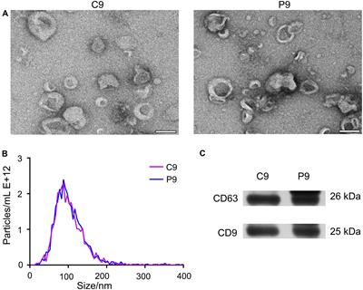 Deep-Sequencing Identification of MicroRNA Biomarkers in Serum Exosomes for Early Pig Pregnancy